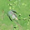 A dead catfish floats on the surface of the algae chocked waters of the St. Lucie River during the height of the 2016 blooms.  