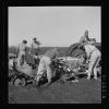 Agricultural workers as seen in the Everglades Agricultural Area during the Great Depression era of the 1930's