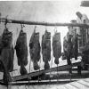 Not bad for a day's catch. The grouper were plentiful at the beginning of the 1900's and the tourists flocked to Stuart and the rest of the Treasure Coast.