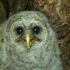 Sitting in the hollow of an oak tree, a Barred Owl chick waits for a meal while its parents are out hunting.