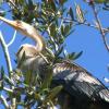 Anhingas capture fish by swimming underwater. After an afternoon of fishing, this guy was warming up in the branches of a small tree near the shores of Lake Myakka.