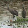 Sandhill crane parents patiently wait for these chicks to take the plunge into the water. Born on a floating island at Savannas Preserve State Park, they swam to shore only three days after being hatched.