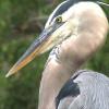 Some of our best wildlife can be found in our own back yards. "Harry" the Great Blue Heron loves to sit on our dock and fish for mullet.