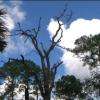 The skys above Corkscrew Santuary in Southwestern Florida illuminate some of the oldest cypress trees in the state.