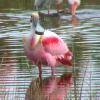 One of the most unusual birds that live in Florida, this Roseate Spoonbill take a break from feeding at Merritt Island National Wildlife Preserve near the Kennedy Space Center at Cape Canaveral.