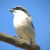 The Loggerhead Shrike looks cute, but this is the only song bird that acts like a bird of prey. Killing other birds as well as small lizards and rodents, it impales its prey on a thorn or tree branch before eating them.