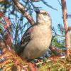 The Northern Mockingbird is Florida's state bird. Mockingbirds can be very aggressive and defend a territory of up to 2 acres.