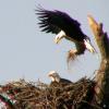 A Bald Eagle brings nest building material to its mate as they prepare for the upcoming nesting season near Fort Pierce, Florida.