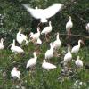 White Ibis at Mud cove on the St. Lucie River seek shelter for the night at this rookery.