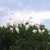 Cattle Egrets perch on the top of a mangrove stand at Mud Cove on the St. Lucie River.