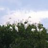 Cattle Egrets perch on the top of a mangrove stand at Mud Cove on the St. Lucie River.