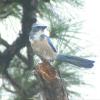A Florida Scrub Jay stands as a sentinel for the rest of his extended family at Savannas Preserve State Park at Port St. Lucie, Florida.