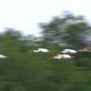 A flock of White Ibis fly low over the St. Lucie River as they approach a rookery which they will stay at for the night.